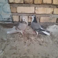 کبوتر دمگیر دوبحر دوبهر