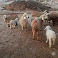 فروش میش بابره