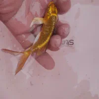 انواع ماهی کوی همه رنگ|ماهی|آمل, |دیوار