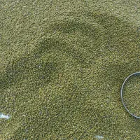 ماش خارجی ومحلی