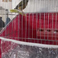 قناری ماده علیخانی آماده آماده