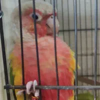 گرینچیک.خورشیدی.برزیلی.ردچیک.عروس|پرنده|تهران, شهرک استقلال|دیوار