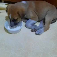 واگذاری توله سگ