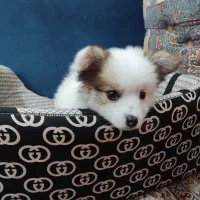 سگ پامرین|سگ|مرودشت, ثبت احوال|دیوار