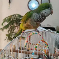 دوعدد طوطی راهب فوق دستی درحد عروسک|پرنده|آبپخش, |دیوار