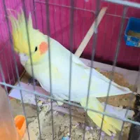 عروس هلندی ماده درجه یک