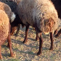 گوسفند وبره گوشتی گشتاری|حیوانات مزرعه|رودهن, |دیوار