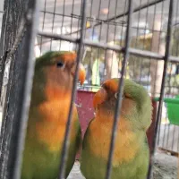 طوطی برزیلی زیبا|پرنده|کرج, اصفهانی‌ها|دیوار