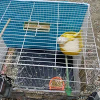 قناری|پرنده|بیرجند, |دیوار