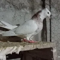 کبوتر طوقی|پرنده|چرداول, |دیوار