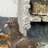 کبوتر جوجه قهوه‌ای دورگ