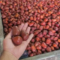 نهال عناب، اوکراینی، درخت میوه، گلخانه، نهالستان|خدمات باغبانی و درختکاری|مشهد, خواجه ربیع|دیوار