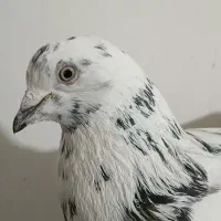 کبوتر|پرنده|اردبیل, |دیوار