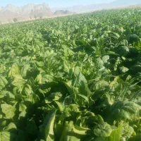 اسفناج|خوردنی و آشامیدنی|پشتکوه (سیستان و بلوچستان), |دیوار