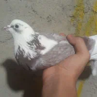 کبوتر پرشی خیلی ارزان