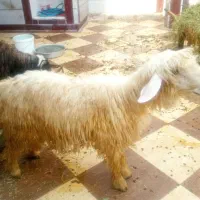 بر نر تخمی هیک بلند گوش خنجری