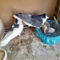 کبوتر|پرنده|رفسنجان, |دیوار