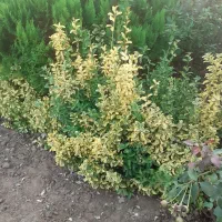 فروش شمشاد طلایی|گل و گیاه طبیعی|رشت, فرودگاه سردار جنگل رشت|دیوار
