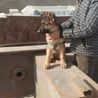 سگ ژرمن|سگ|کهریزک, |دیوار