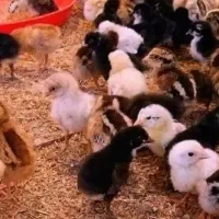 جوجه گلین محلی یکروزه تخم مرغ نطفه دار گلپر بیضا