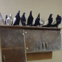 کبوتر سینه . ساده . کله سالم و سرحال