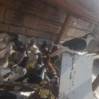 کبوتر رنگی همه مدل تکپر المانی|پرنده|دلند, |دیوار