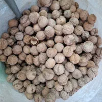 گردو درجه یک پوست کاغذی لرستان|خوردنی و آشامیدنی|تهران, ایرانشهر|دیوار