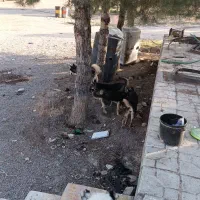 ۶ عدد حیوان مادر هاسکی پدر ژرمن شپر ۶عددسن شش ماه