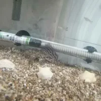 ماهی آکواریم لجن خوار