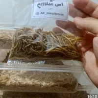 میلورم زنده سایز درشت ریز و درشت