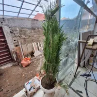 سیکاس 6 ساله سر حال