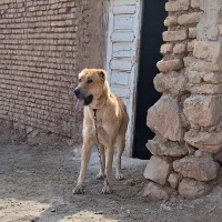 سگ...|سگ|محلات, |دیوار
