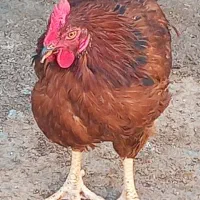 تعدادی خوروس بفروش میرسد|حیوانات مزرعه|پیشوا, |دیوار