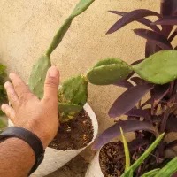 گل یوکا بزرگ حدود ۲ متر .معاوضه دارم با|گل و گیاه طبیعی|تهران, شهرک فردوس (حسینی)|دیوار