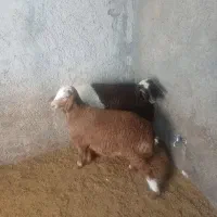 بره ماده درجه یک