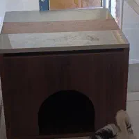 سگ شیتزو کراس عروسمی