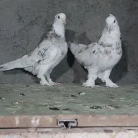 کفتر شازده سرور شکلاتی