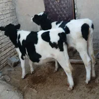 گوساله جوانه تلیسه تخک گاو|حیوانات مزرعه|نیشابور, شهید بهشتی|دیوار