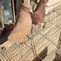 دم سفید|پرنده|کارون, |دیوار