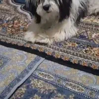 سگ پاکوتاه شیتزو نر یک سال نیم 5تومن