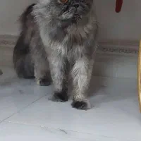 گربه بانژاذ