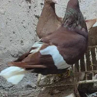 چهارجفت کمری سرخ وکمری زرد دمسفید کرمانی