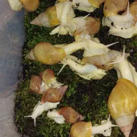 حلزون نژاد آلبینو