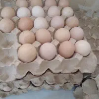 فروش تخم مرغ نطفه دار خروس ومرغ تخمگذار وجوجه