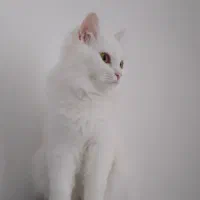 گربه پرشین