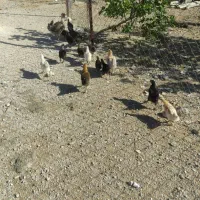 21عددجوجه محلی اصل 3ماهه