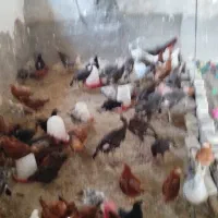 ا ردک|حیوانات مزرعه|یزد, |دیوار