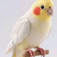 عروس هلندی جفت