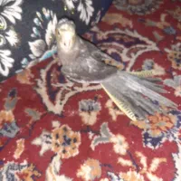 عروس هلندی نر مست مست|پرنده|شوشتر, |دیوار