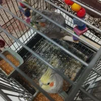 عروس هلندی|پرنده|تهران, افسریه شمالی|دیوار